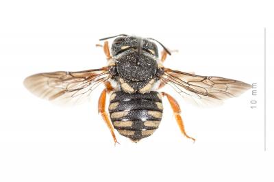  Pseudoanthidium reticulatum (Mocsáry, 1884)
