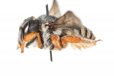  Pseudoanthidium reticulatum (Mocsáry, 1884)