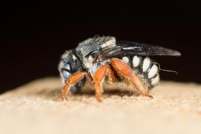  Pseudoanthidium reticulatum (Mocsáry, 1884)