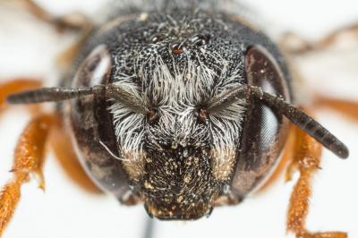  Pseudoanthidium reticulatum (Mocsáry, 1884)