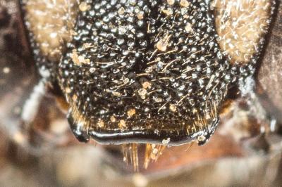  Pseudoanthidium reticulatum (Mocsáry, 1884)