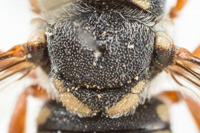  Pseudoanthidium reticulatum (Mocsáry, 1884)