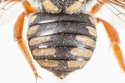  Pseudoanthidium reticulatum (Mocsáry, 1884)