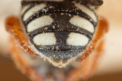  Pseudoanthidium reticulatum (Mocsáry, 1884)