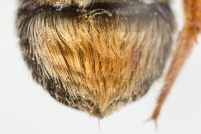  Pseudoanthidium reticulatum (Mocsáry, 1884)