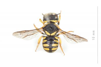  Pseudoanthidium scapulare (Latreille, 1809)