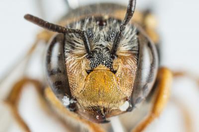  Pseudoanthidium scapulare (Latreille, 1809)