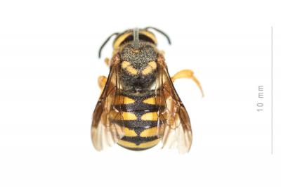  Rhodanthidium caturigense (Giraud, 1863)