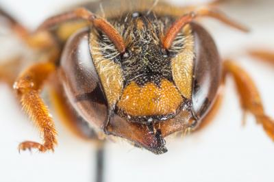  Rhodanthidium infuscatum (Erichson, 1835)