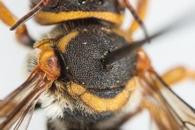  Rhodanthidium infuscatum (Erichson, 1835)