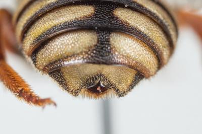  Rhodanthidium infuscatum (Erichson, 1835)