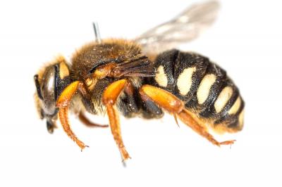  Rhodanthidium septemdentatum (Latreille, 1809)