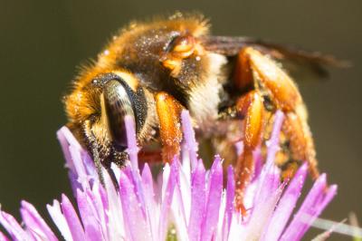  Rhodanthidium septemdentatum (Latreille, 1809)