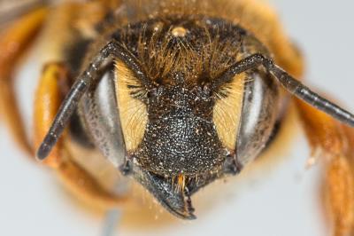  Rhodanthidium septemdentatum (Latreille, 1809)