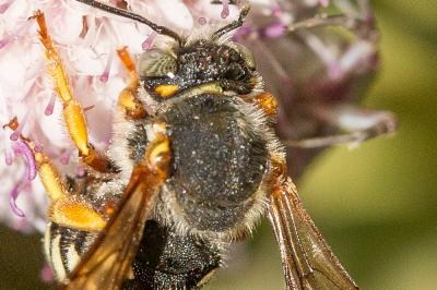  Rhodanthidium septemdentatum (Latreille, 1809)