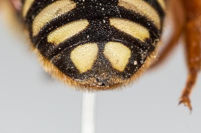  Rhodanthidium septemdentatum (Latreille, 1809)