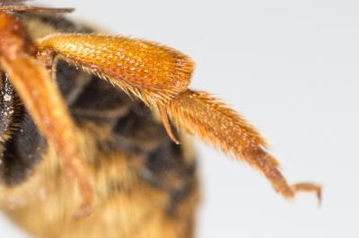  Rhodanthidium septemdentatum (Latreille, 1809)