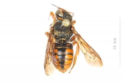  Rhodanthidium sticticum (Fabricius, 1787)