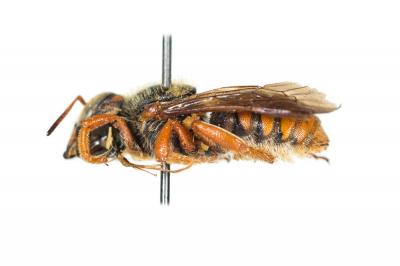  Rhodanthidium sticticum (Fabricius, 1787)