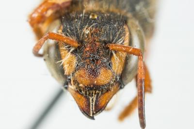  Rhodanthidium sticticum (Fabricius, 1787)