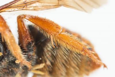  Rhodanthidium sticticum (Fabricius, 1787)