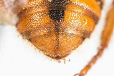  Rhodanthidium sticticum (Fabricius, 1787)
