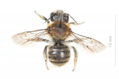 Trachusa byssina (Panzer, 1798)