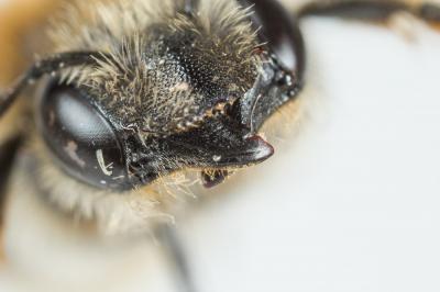  Trachusa byssina (Panzer, 1798)