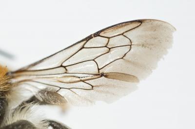  Trachusa byssina (Panzer, 1798)