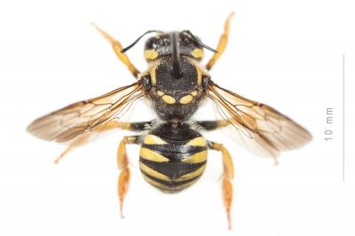  Trachusa interrupta (Fabricius, 1781)