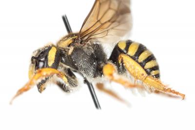  Trachusa interrupta (Fabricius, 1781)