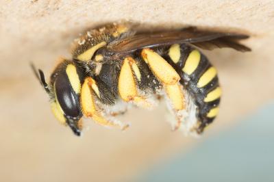  Trachusa interrupta (Fabricius, 1781)