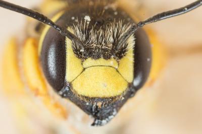  Trachusa interrupta (Fabricius, 1781)
