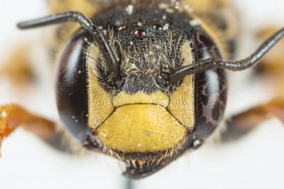 Trachusa interrupta (Fabricius, 1781)