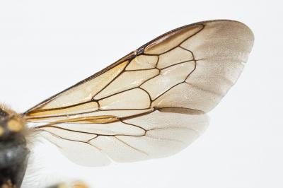  Trachusa interrupta (Fabricius, 1781)
