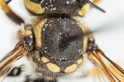  Trachusa interrupta (Fabricius, 1781)