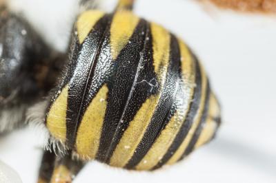 Trachusa interrupta (Fabricius, 1781)
