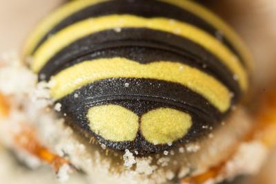  Trachusa interrupta (Fabricius, 1781)