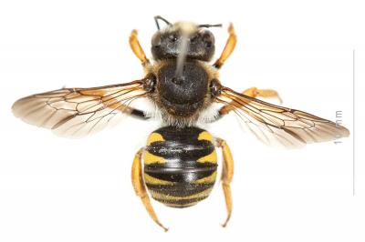  Trachusa laeviventris (Dours, 1873)