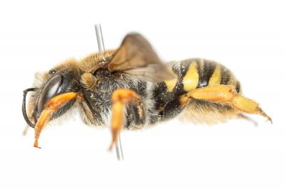  Trachusa laeviventris (Dours, 1873)
