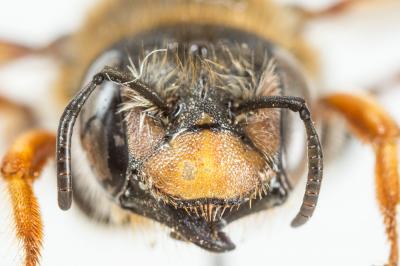  Trachusa laeviventris (Dours, 1873)