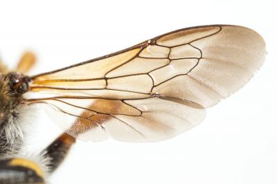  Trachusa laeviventris (Dours, 1873)