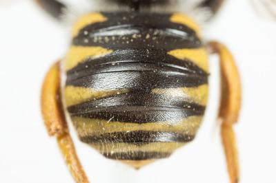  Trachusa laeviventris (Dours, 1873)