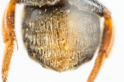  Trachusa laeviventris (Dours, 1873)