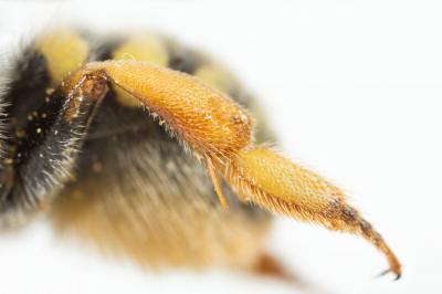  Trachusa laeviventris (Dours, 1873)