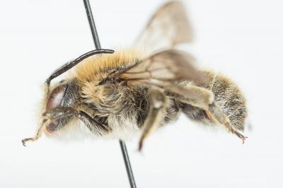  Trachusa byssina (Panzer, 1798)