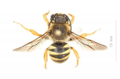 Trachusa integra (Eversmann, 1852)