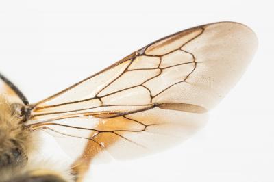  Trachusa integra (Eversmann, 1852)