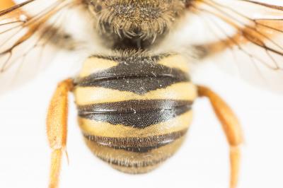  Trachusa integra (Eversmann, 1852)