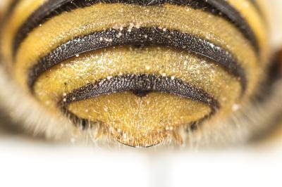  Trachusa integra (Eversmann, 1852)
